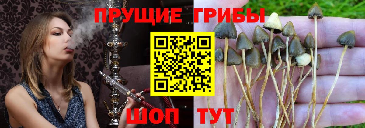 Галлюциногенные грибы Psilocybe Сафоново